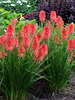 Kniphofia Poco Red