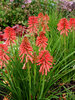 Kniphofia Poco Red