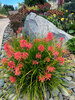 Kniphofia Poco Red