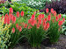 Kniphofia Poco Red