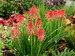 Kniphofia Poco Red