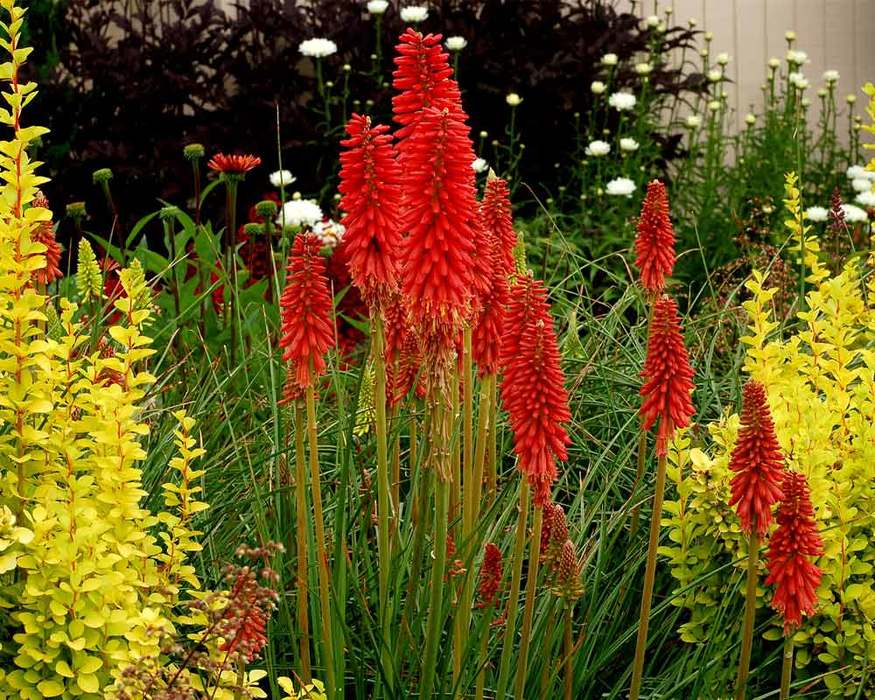 Kniphofia Redhot Popsicle | Bluestone Perennials