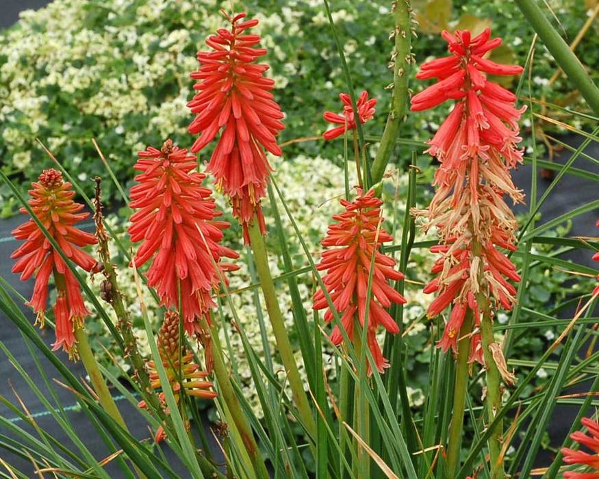 Kniphofia Redhot Popsicle | Bluestone Perennials