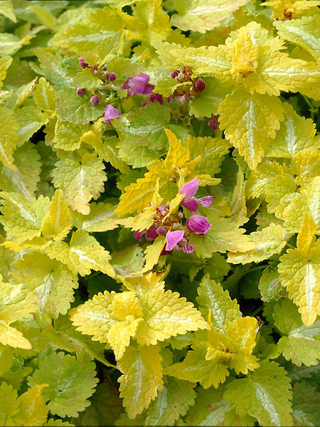 Product Viewer - Lamium Aureum