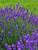 Lavandula Blue River