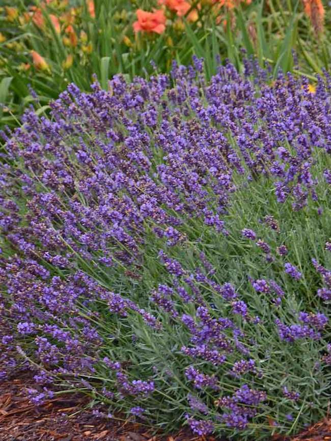 Lavandula Blue River | Bluestone Perennials