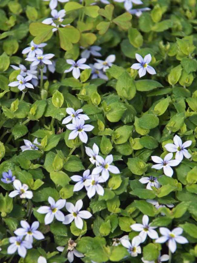 Laurentia Fluviatilis | Bluestone Perennials