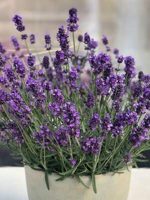 English Lavender Plants Live, Munstead Lavender Flowers for Planting, in 3  1/2 Pot