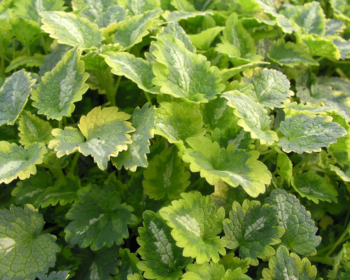 Lamium Golden Anniversary | Bluestone Perennials