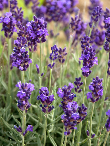 Lavandula Lavance Purple | Bluestone Perennials