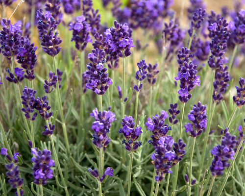 Lavandula Lavance Purple | Bluestone Perennials