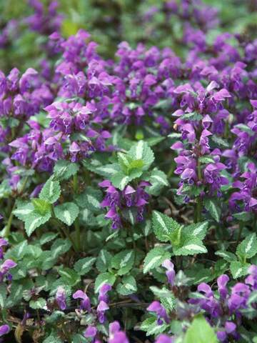 Lamium Chequers | Bluestone Perennials