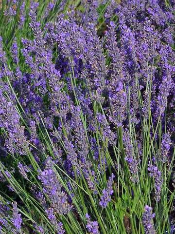 Lavandula Phenomenal | Bluestone Perennials