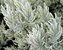 Lavandula Silver-Edge