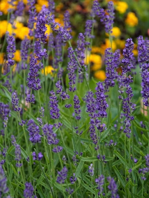 Hidcote Blue Lavender