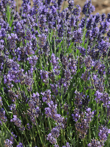 Lavandula Superblue 