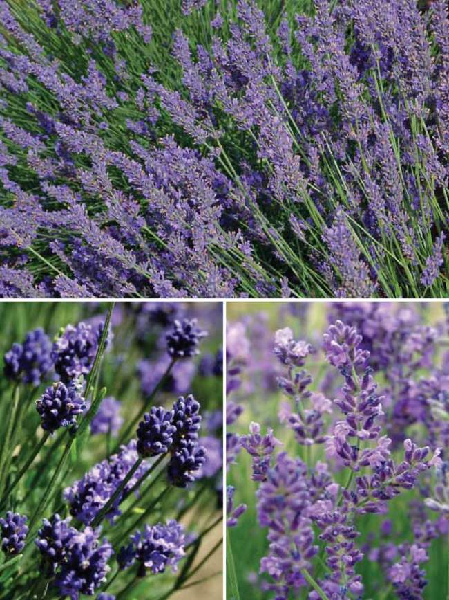 Lavandula Collection -- Bluestone Perennials