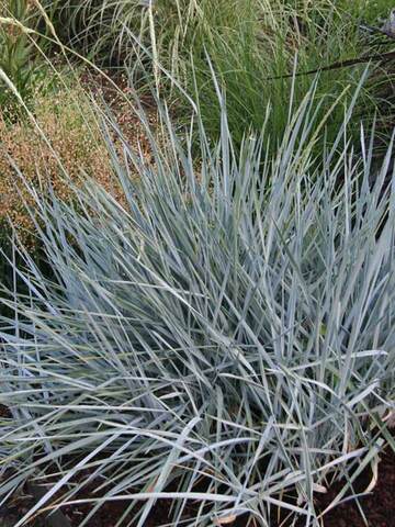 Leymus Blue Dune | Bluestone Perennials