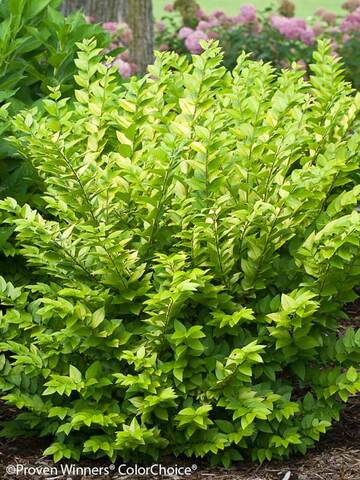 Ligustrum Golden Ticket | Bluestone Perennials