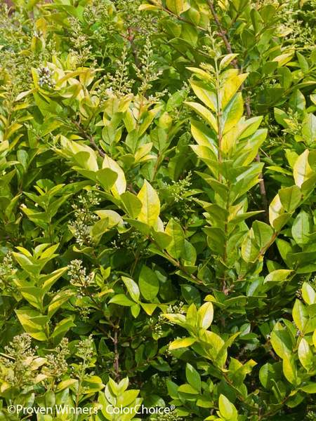 Product Viewer - Ligustrum Golden Ticket