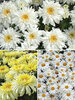 Leucanthemum Collection