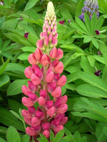 Lupine Gallery Pink | Bluestone Perennials