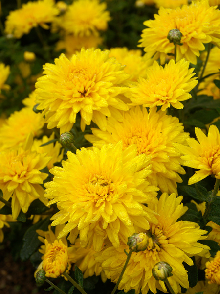 Product Viewer - Chrysanthemum Golden Regards
