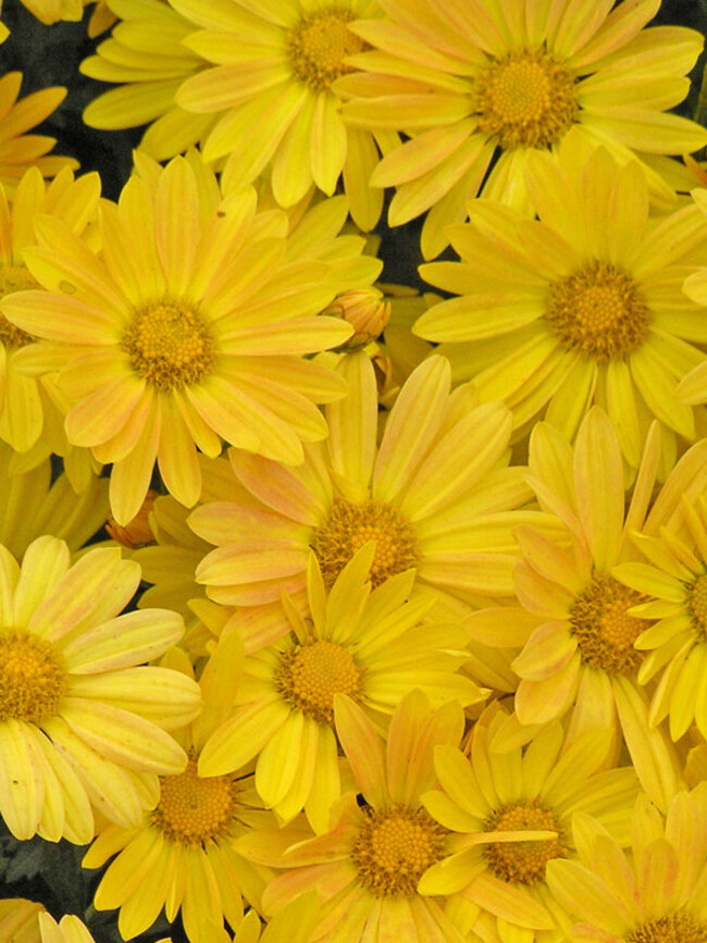 Chrysanthemum Harmony | Bluestone Perennials