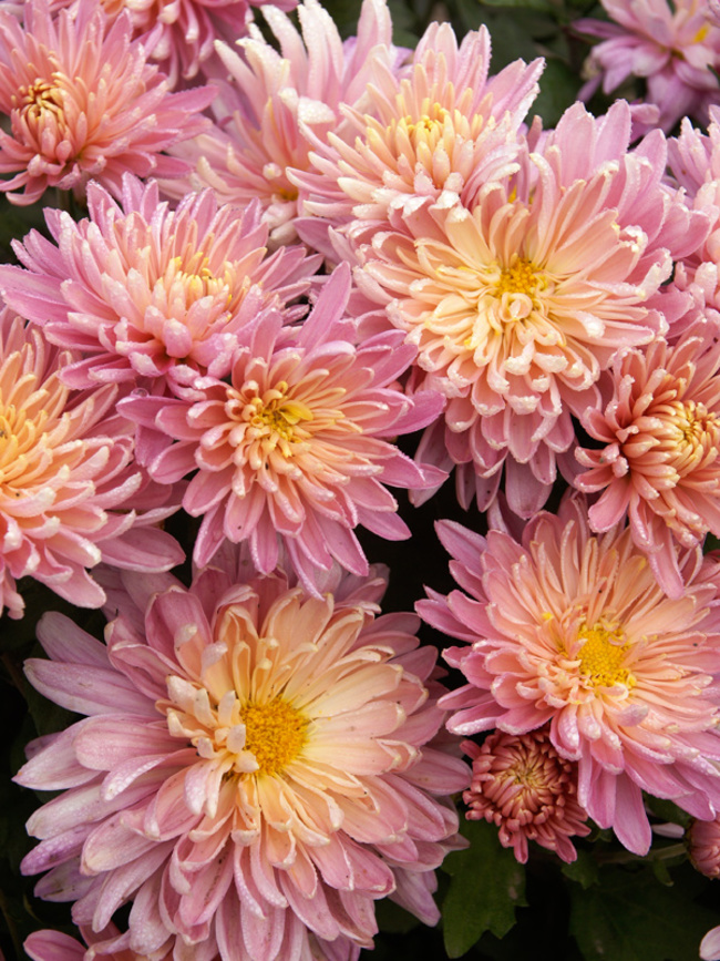 Chrysanthemum Jessica Louise (Mum, Large Flowered Garden Style  Chrysanthemum)