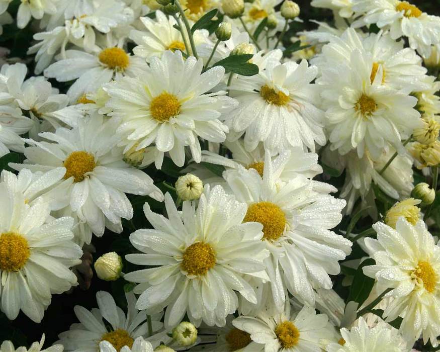 From Seed to Blossom: How to Grow and Care For Shasta Daisies