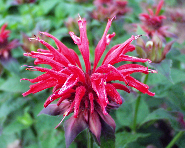 Product Viewer - Monarda Cambridge Scarlet