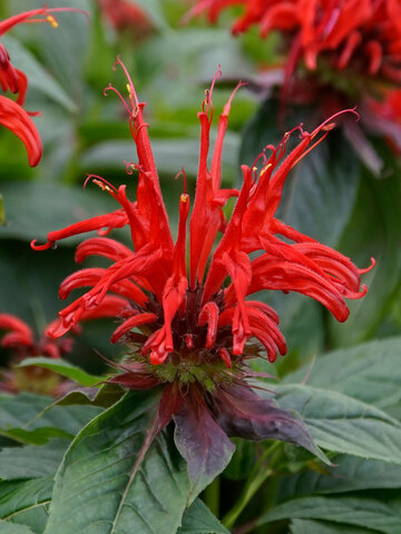 Monarda Jacob Cline | Bluestone Perennials