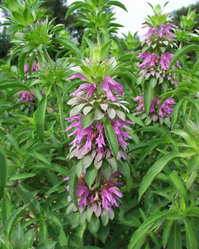 Monarda Lambada