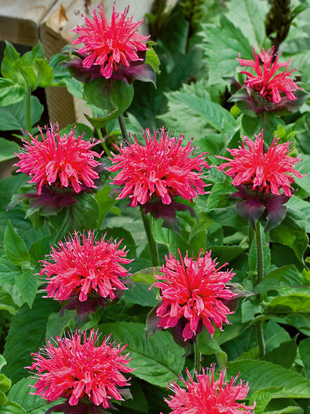 Product Viewer - Monarda Pink-Lace