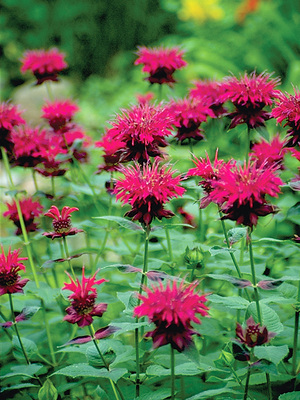 Monarda Leading Lady Plum - Buy Bee Balm Perennials Online