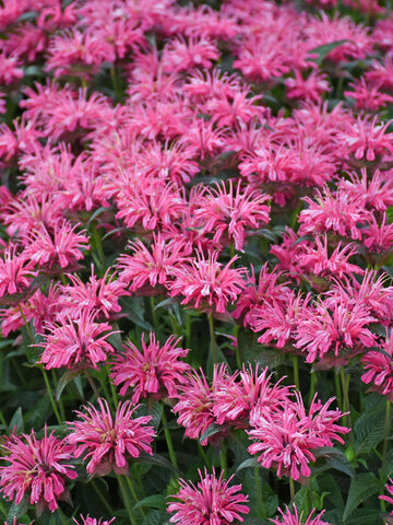 Monarda Pink Chenille | Bluestone Perennials