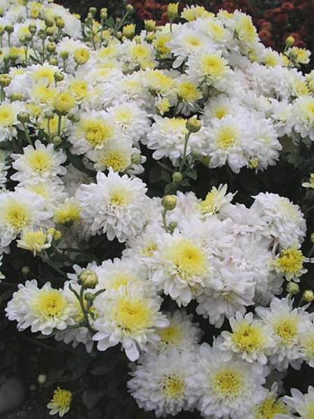 Product Viewer - Chrysanthemum Pure Delight