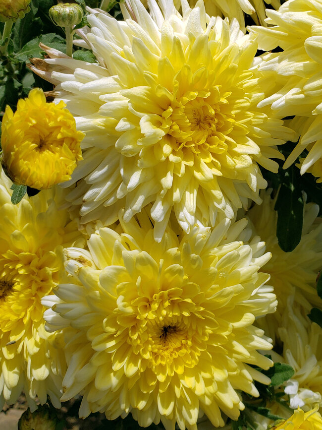 Chrysanthemum Ruby Breithaupt | Bluestone Perennials