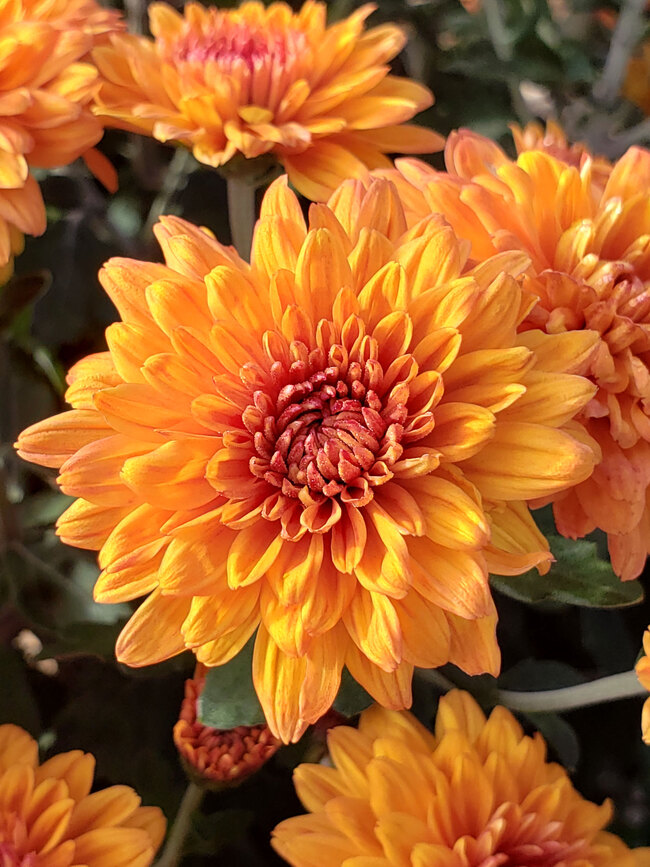 Chrysanthemum Sienna Bronze | Bluestone Perennials