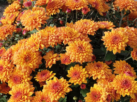 Chrysanthemum Sienna Bronze | Bluestone Perennials