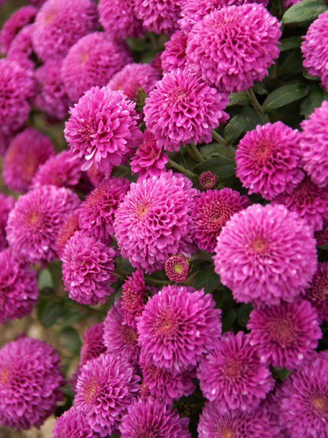 Chrysanthemum Small Wonder (Mum, Button Style Chrysanthemum)