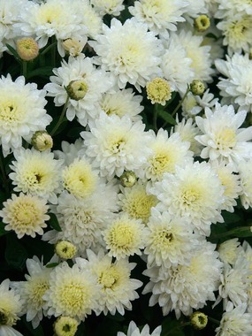 Mum Snowtime -- Bluestone Perennials