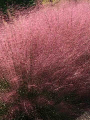 Muhlenbergia Pink Cloud