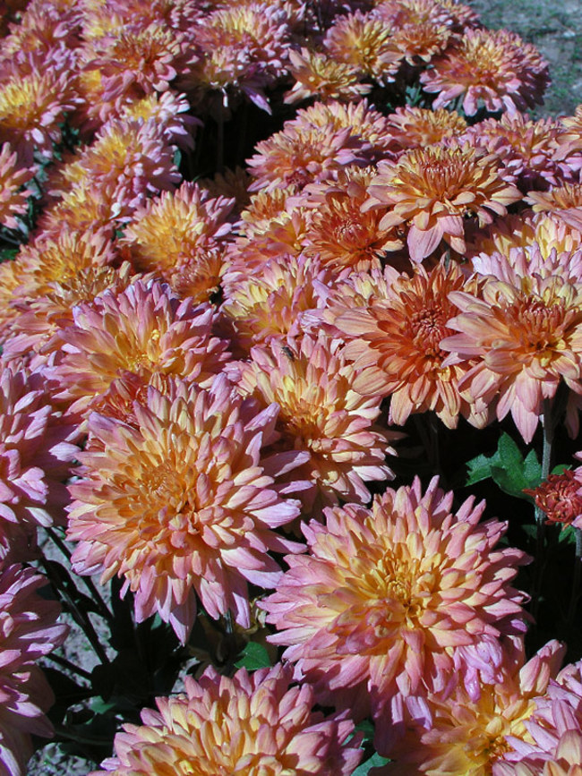 Chrysanthemum Whippoorwill Bluestone Perennials