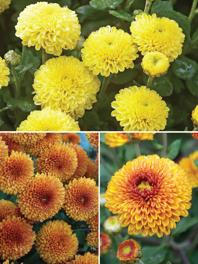 Chrysanthemum Button Collection (Mum, Button Style Chrysanthemum)