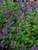 Nepeta Blue Lagoon