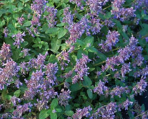 Nepeta Blue Lagoon | Bluestone Perennials