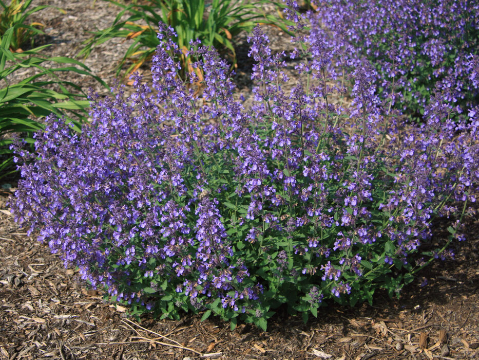 Nepeta Junior Walker | Bluestone Perennials