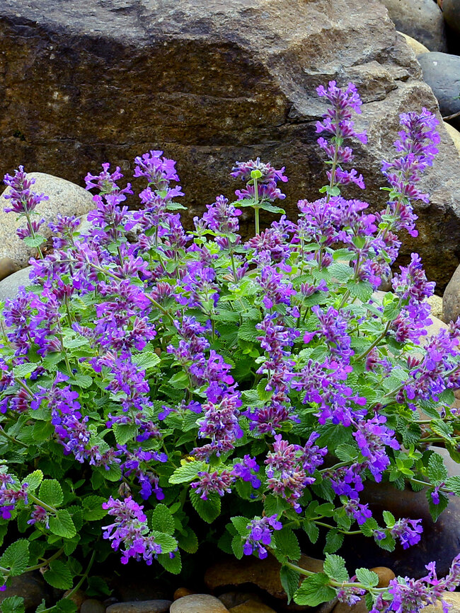 Nepeta Nova Blue