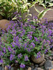 Nepeta Nova Blue